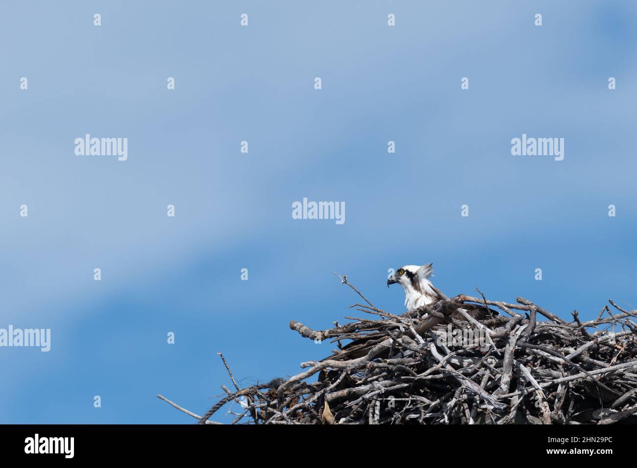 An Osprey (Pandion haliaetus) on its nest in the Florida Keys, USA. Stock Photo