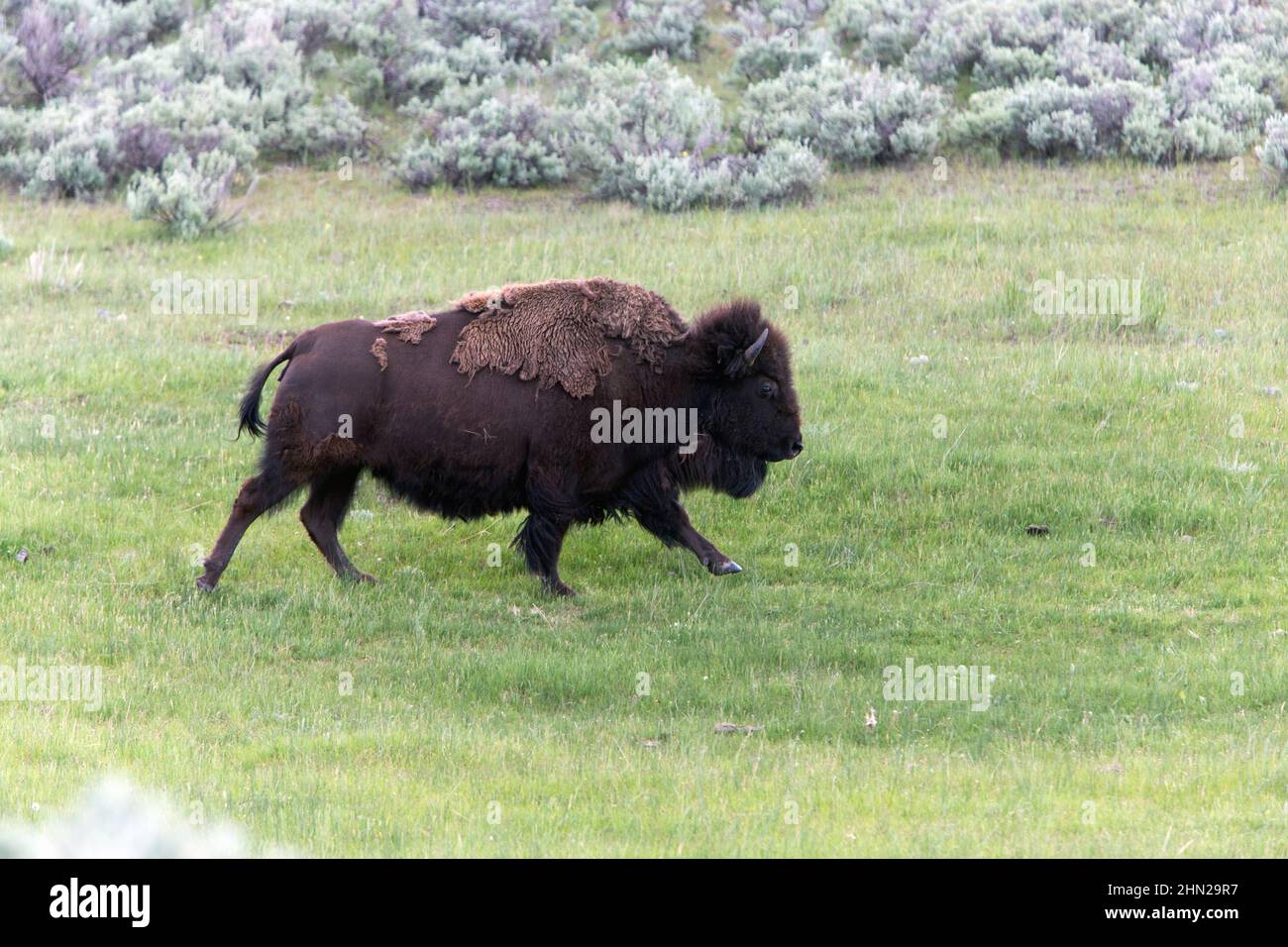 American Bison (Bison bison) bull running, Lamar Valley, Yellowstone NP, Wyoming Stock Photo
