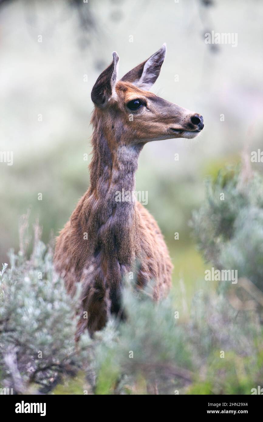 Mule Deer (Odocoileus hemionus) female, Lamar Valley, Yellowstone NP, Wyoming Stock Photo