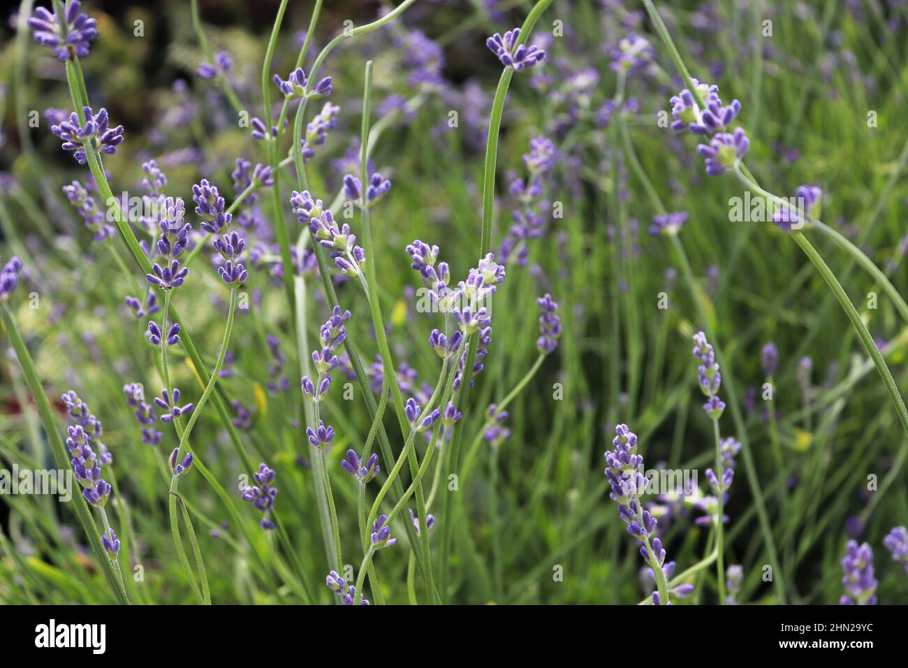 Side view of lavender growing in the garden Stock Photo