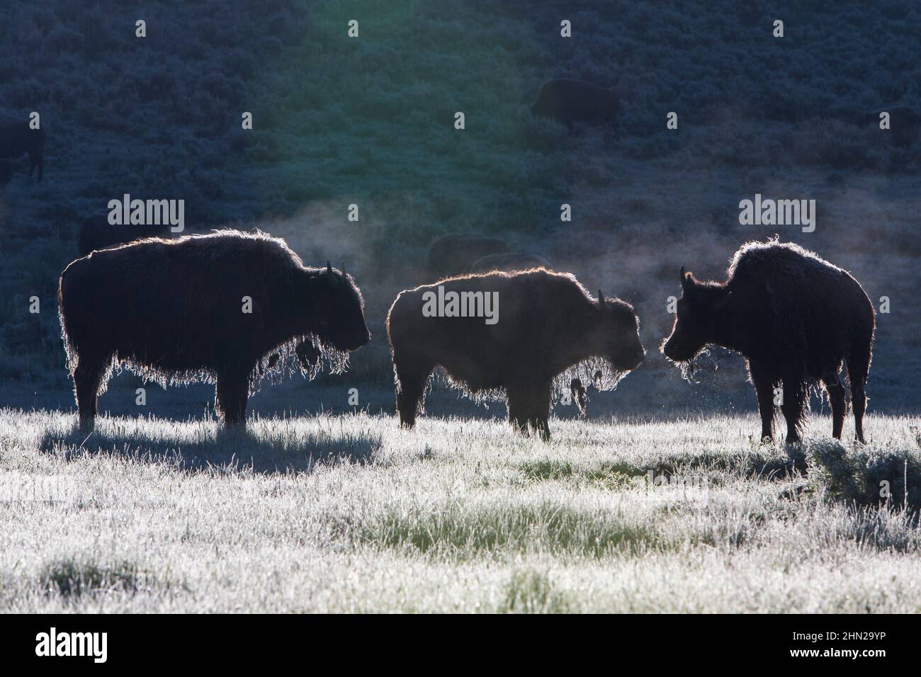 American Bison (Bison bison) steaming early morning, Lamar Valley, Yellowstone NP, Wyoming Stock Photo