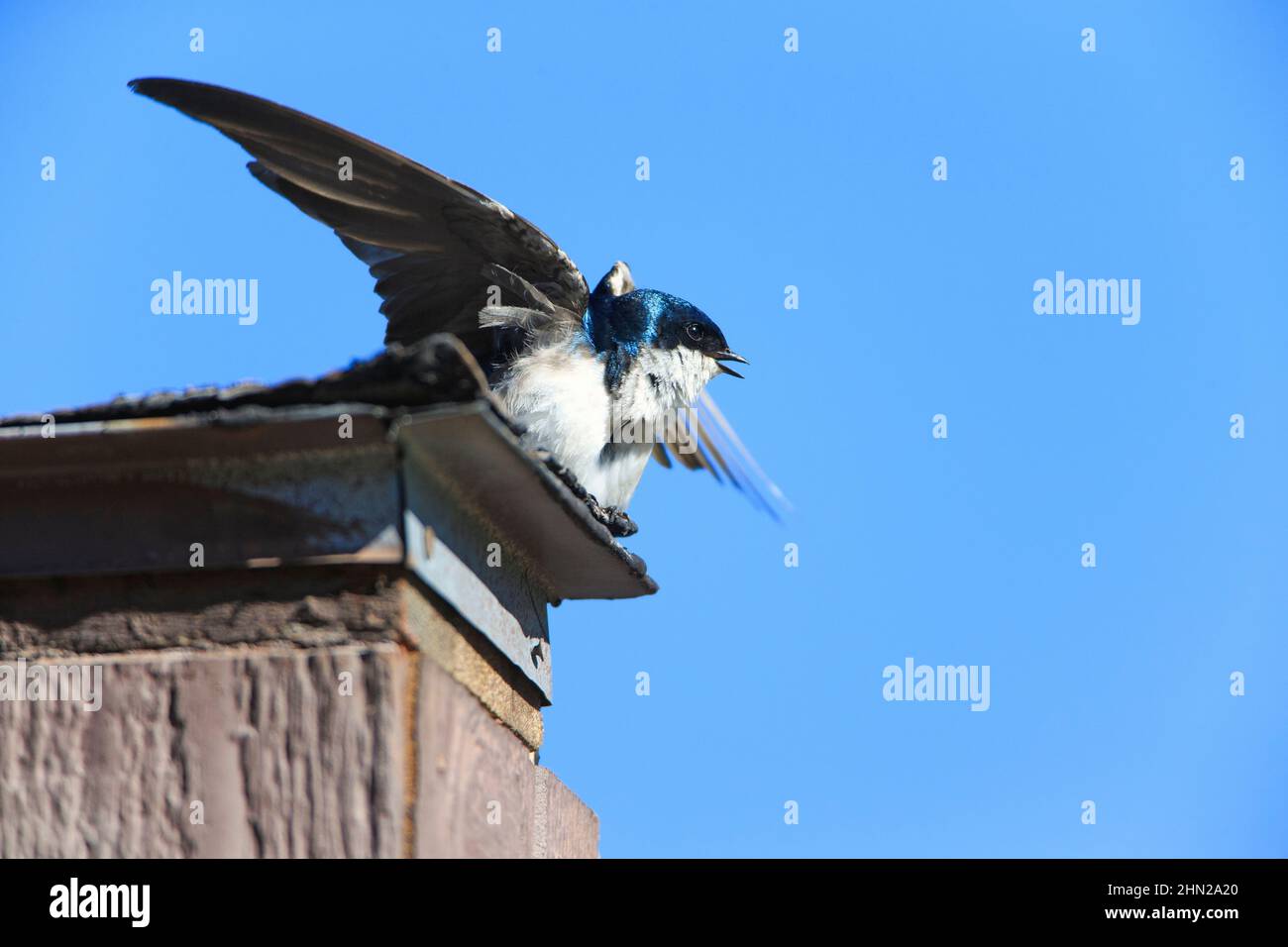 Tree Swallow (Iridoprocne bicolor) an excited male, Yellowstone NP, Wyoming Stock Photo