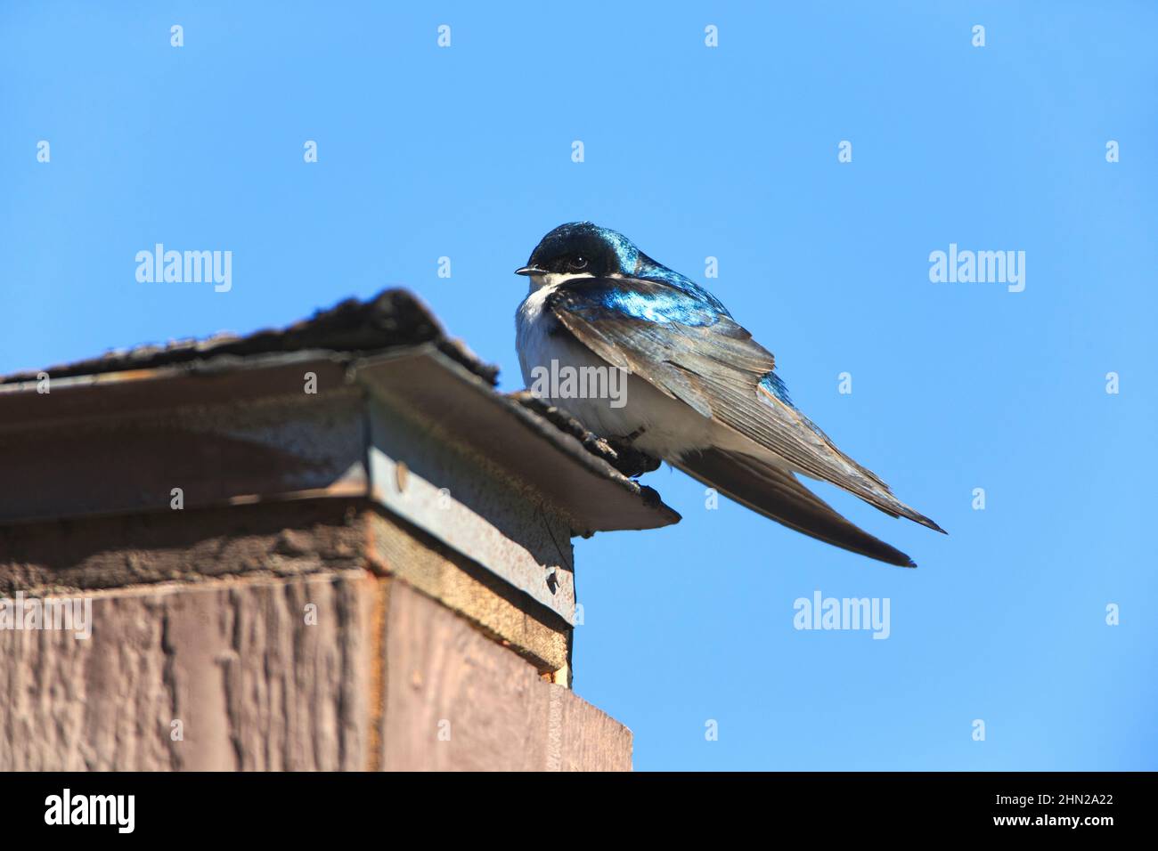 Tree Swallow (Iridoprocne bicolor)Yellowstone NP, Wyoming Stock Photo