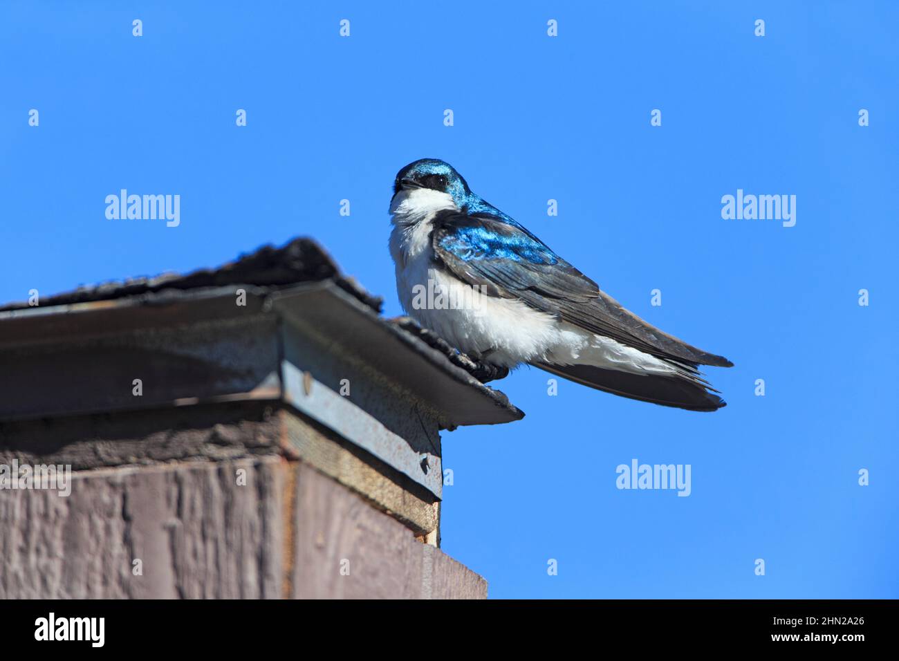 Tree Swallow (Iridoprocne bicolor)Yellowstone NP, Wyoming. USA Stock Photo