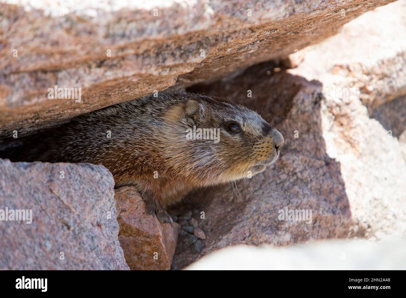 Yellow-bellied Marmot (Marmota flaviventris) peering out of boulders, Yellowstone NP, Wyoming Stock Photo