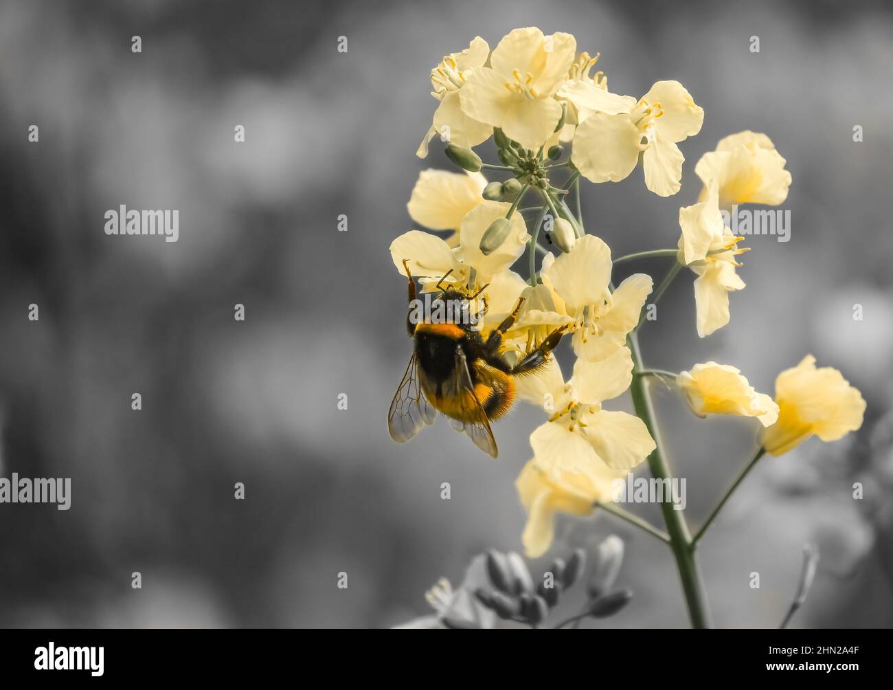 detailed closeup of a bumblebee (Bombus) feeding from bright yellow rapeseed flowers (Brassica napus) Stock Photo