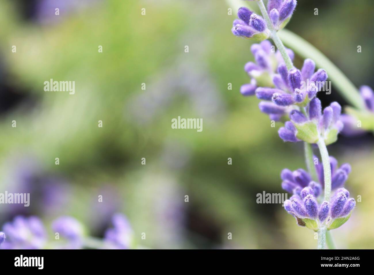 Macro side view of lavender growing in the garden Stock Photo