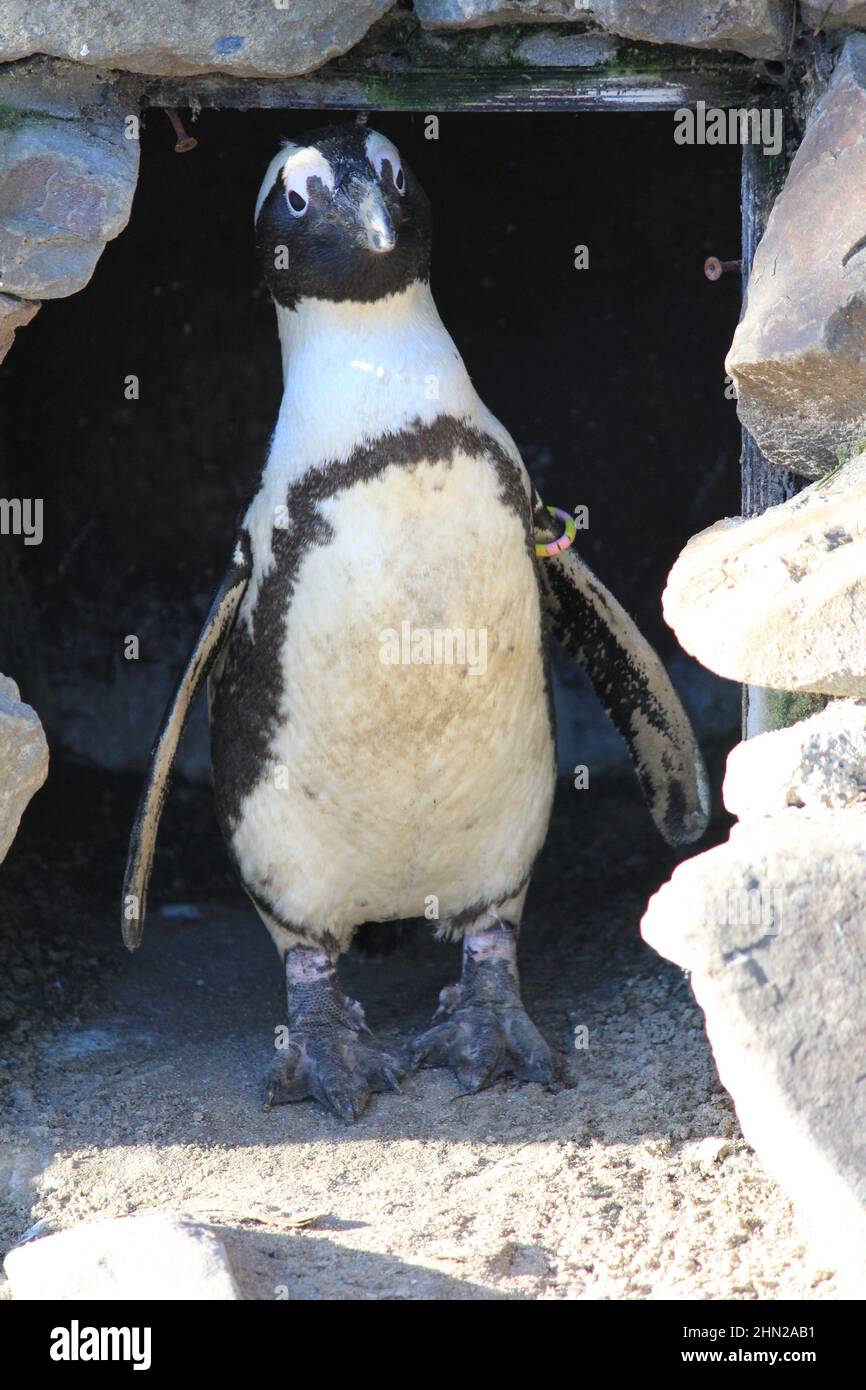 African penguin in Overloon zoo Stock Photo