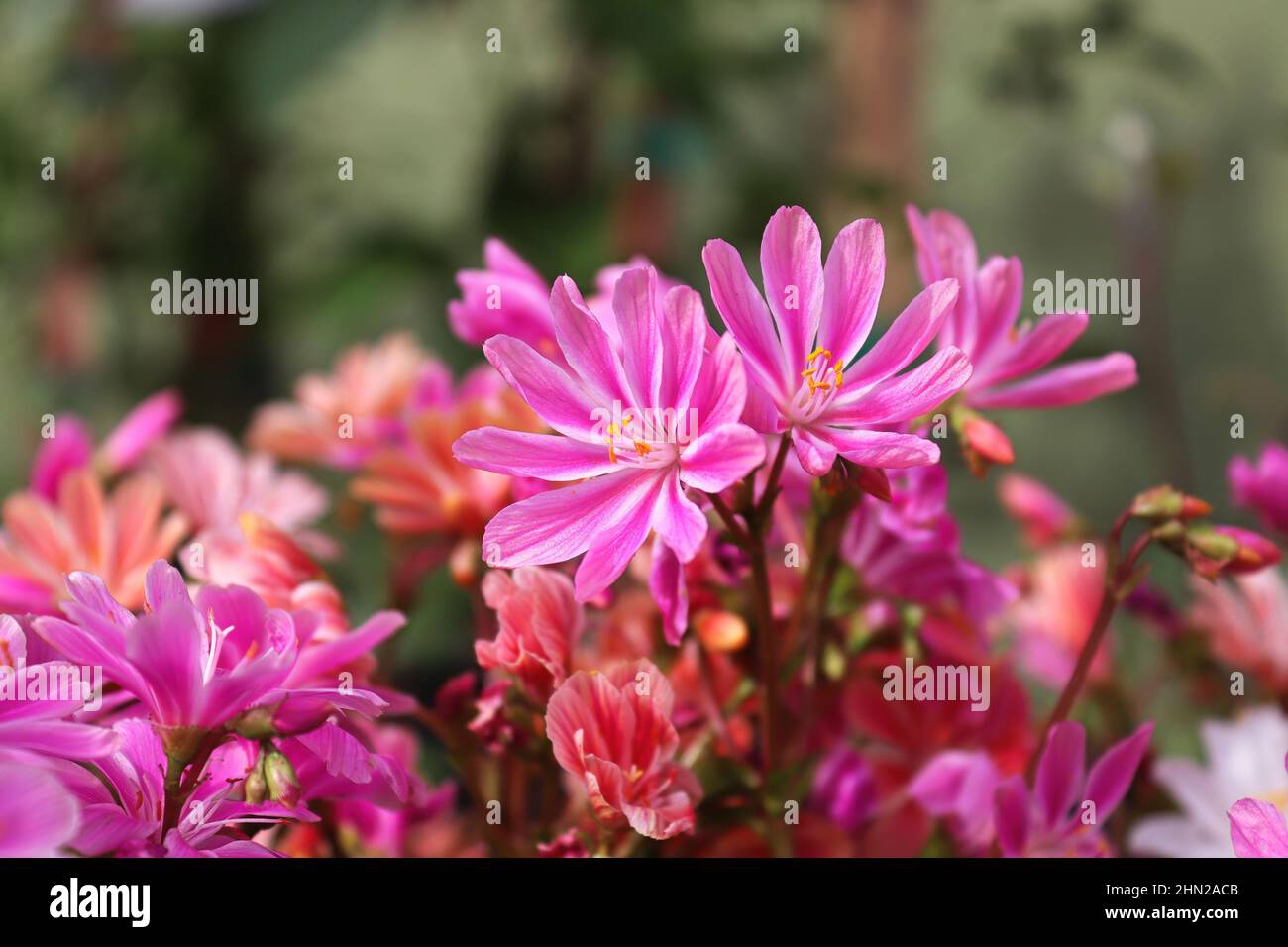Closeup view of the delicate petals on a lewisia plant Stock Photo