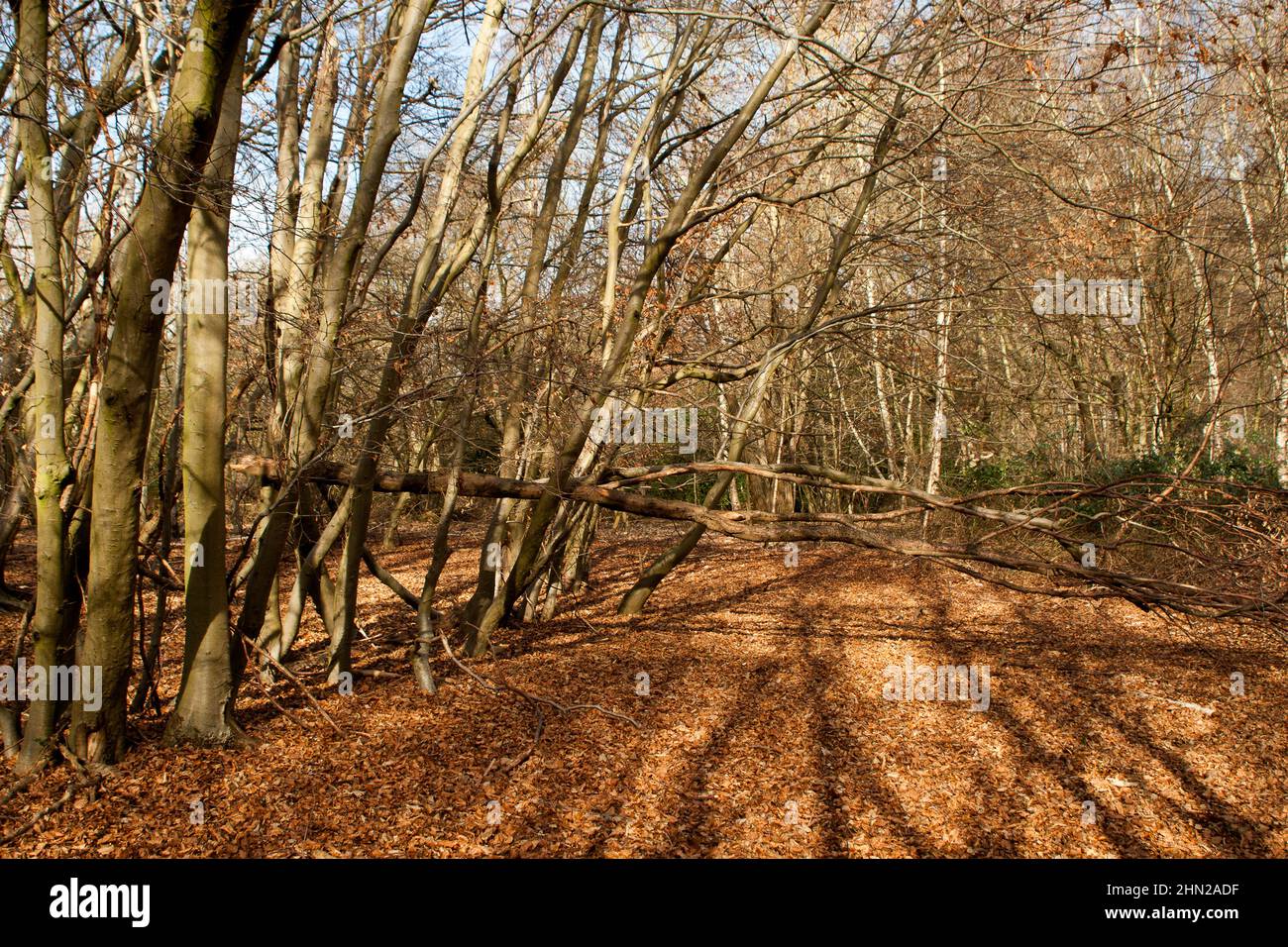 Epping Forest Essex, England UK Europe Stock Photo - Alamy