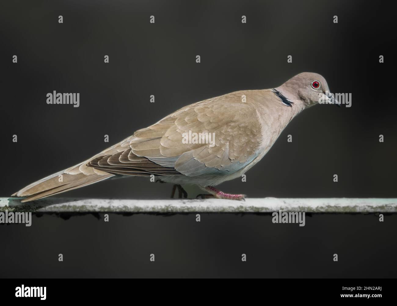 close up of a collared dove (Streptopelia Decaocto) looking for the next free meal Stock Photo