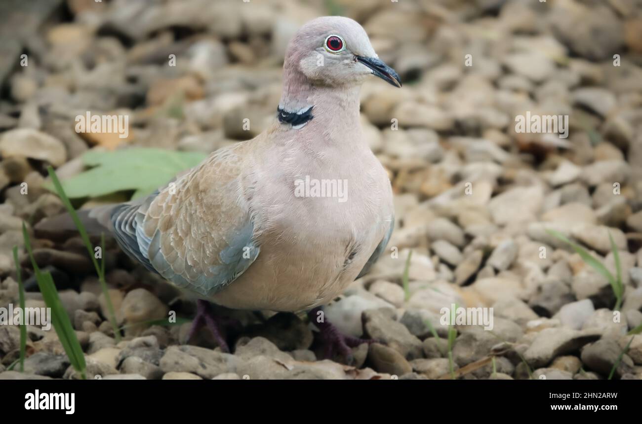 close up of a collared dove (Streptopelia Decaocto) looking for the next free meal Stock Photo