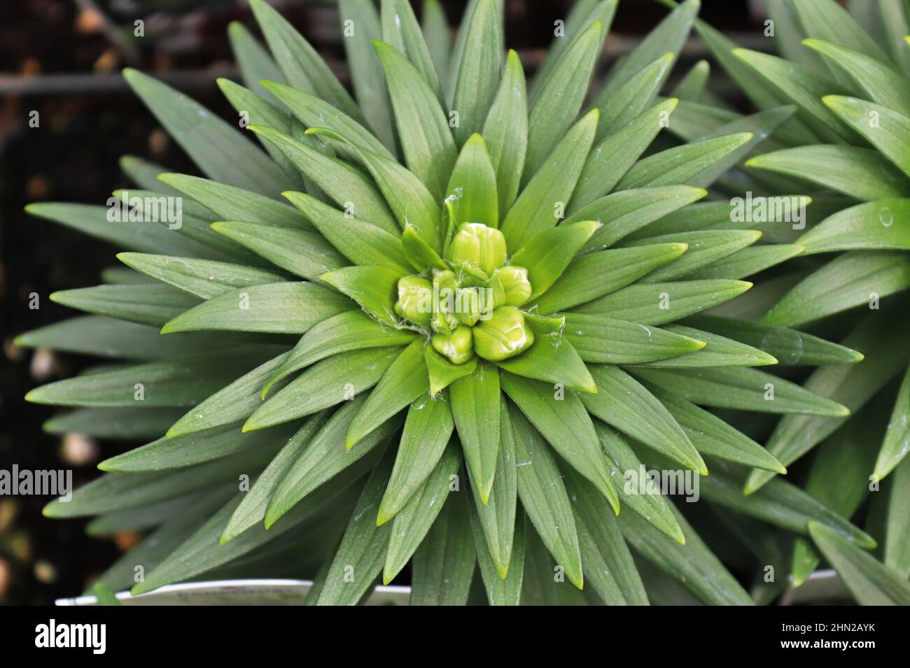 The green spiky foliage on lily plants Stock Photo