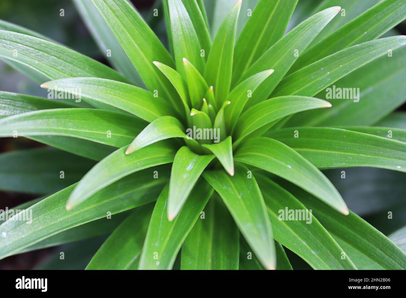 The green spiky foliage on lily plants Stock Photo