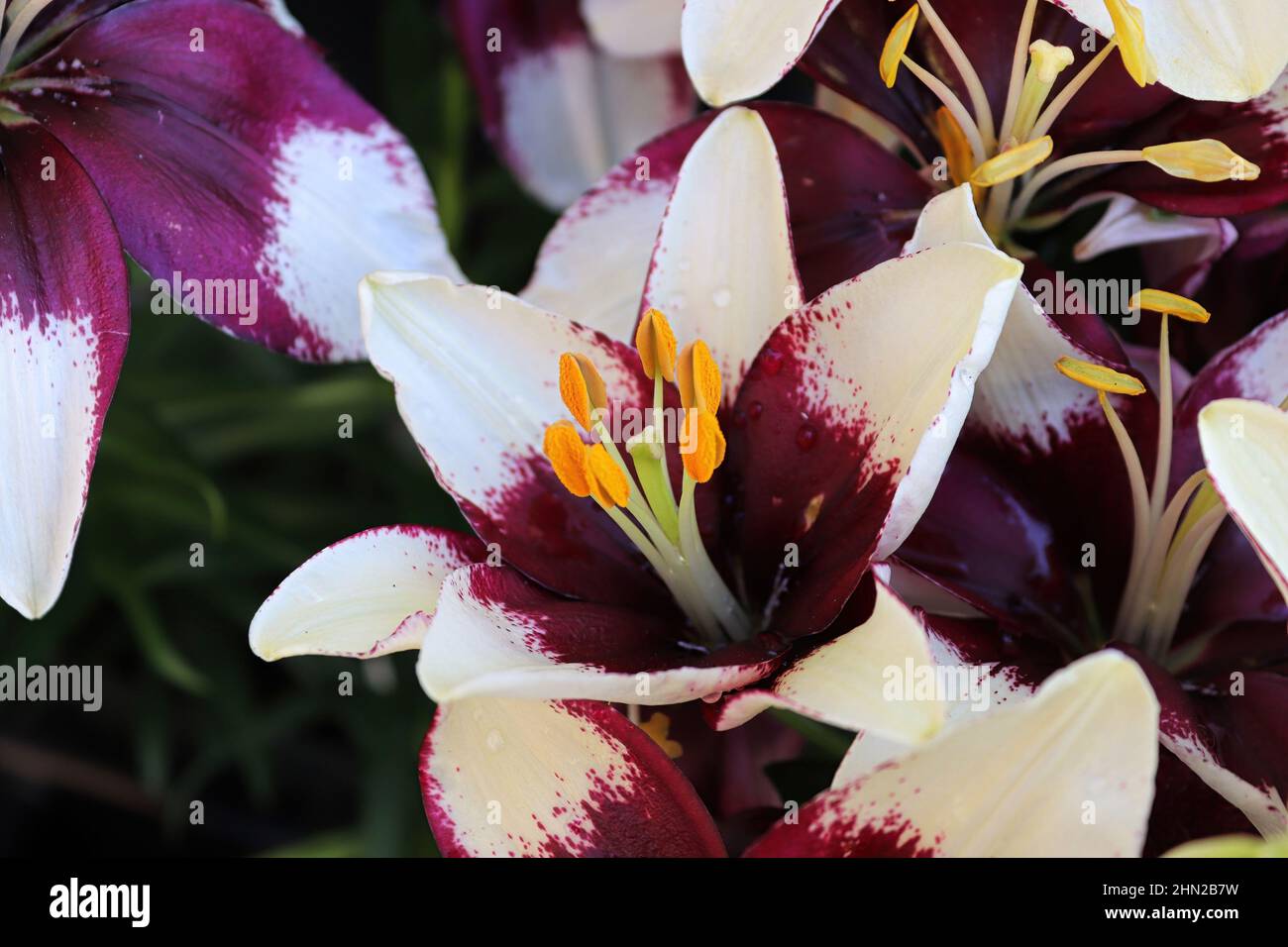 Closeup view of purple and white lily plants Stock Photo