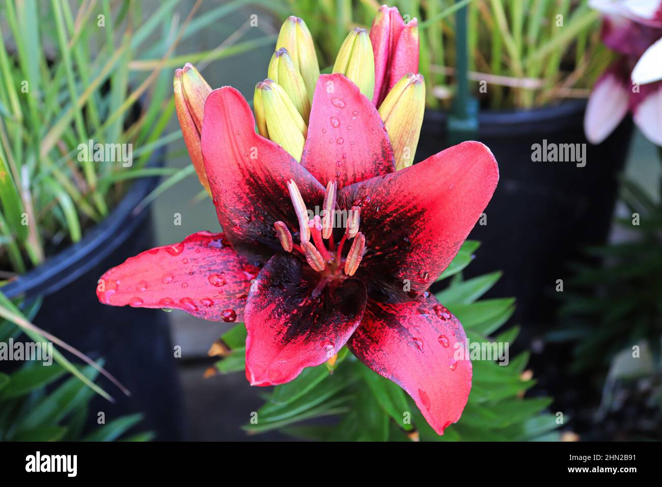 Closeup view of a red and black lily flower Stock Photo