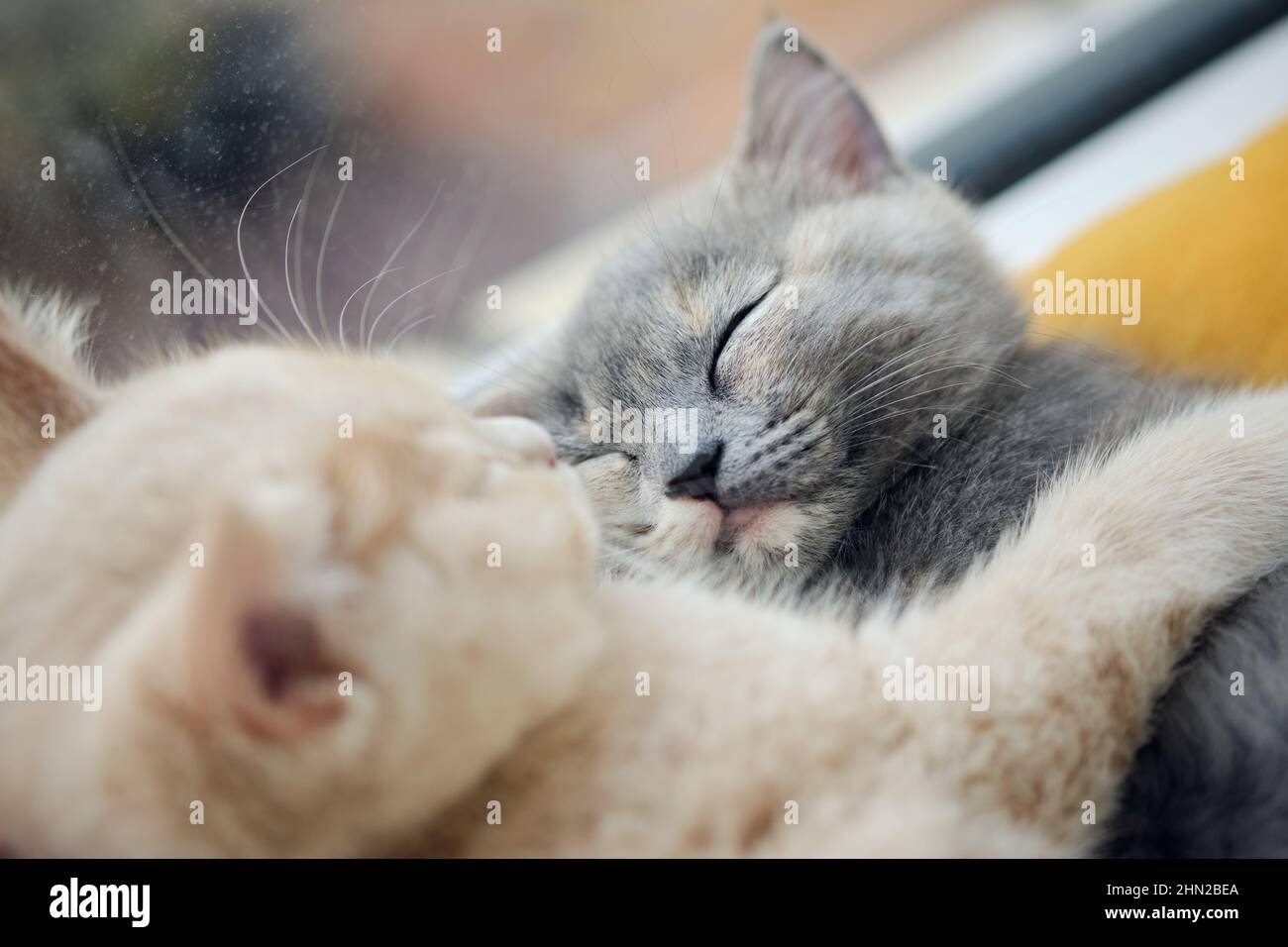 close-up of two cute cats napping together Stock Photo