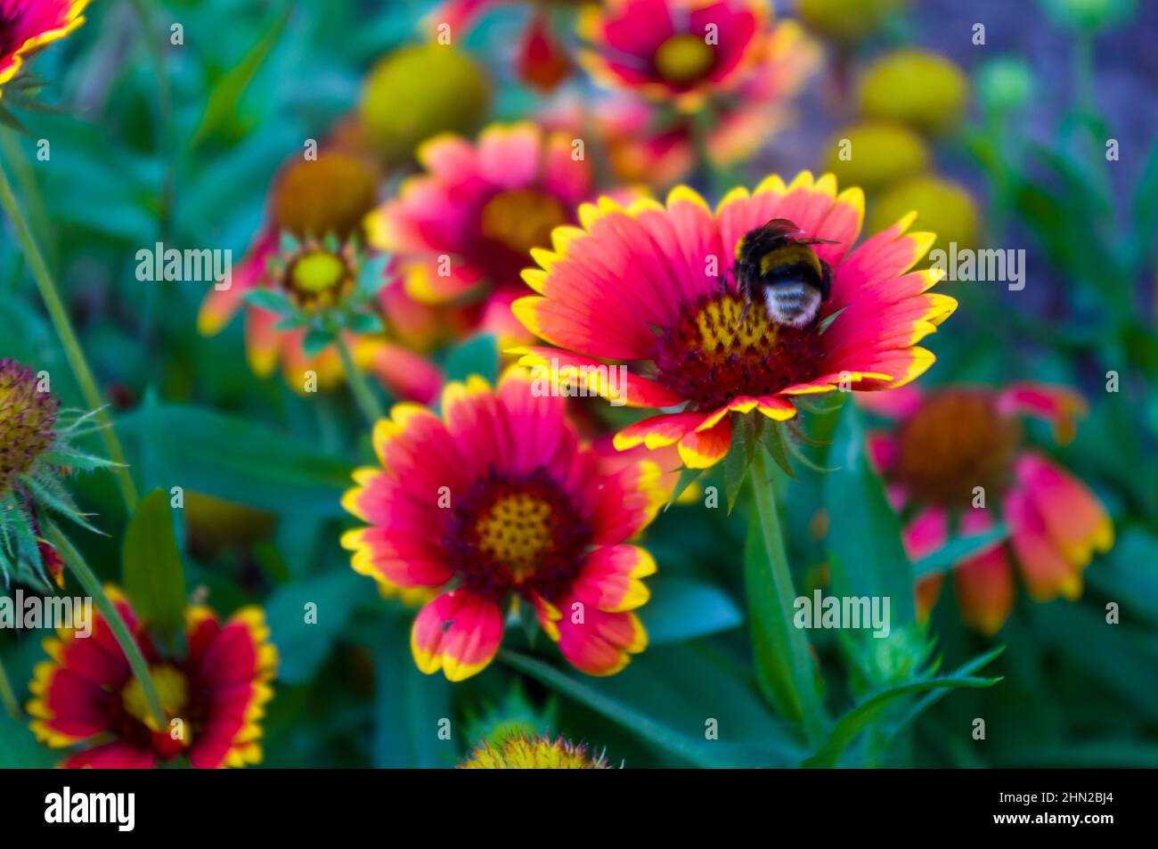 pollination by bees colorful flowers Gaillardia in the garden Stock Photo