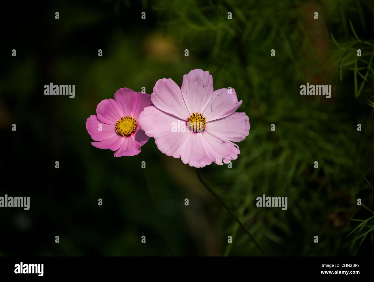 Close up view of a beautiful cosmos flower with beautiful blurred background Stock Photo