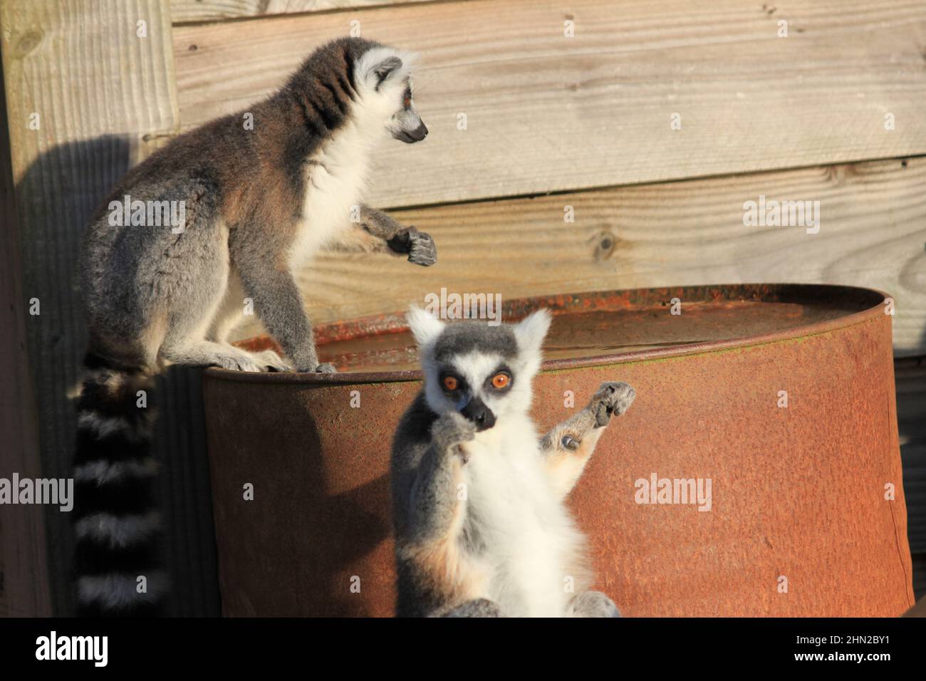 Ring-tailed lemur in Overloon Zoo Stock Photo