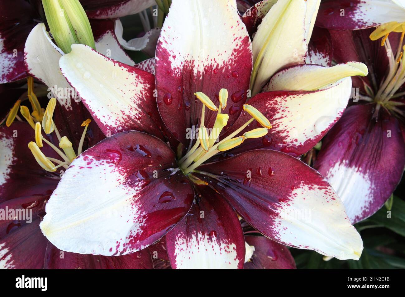 Closeup view of purple and white lily plants Stock Photo