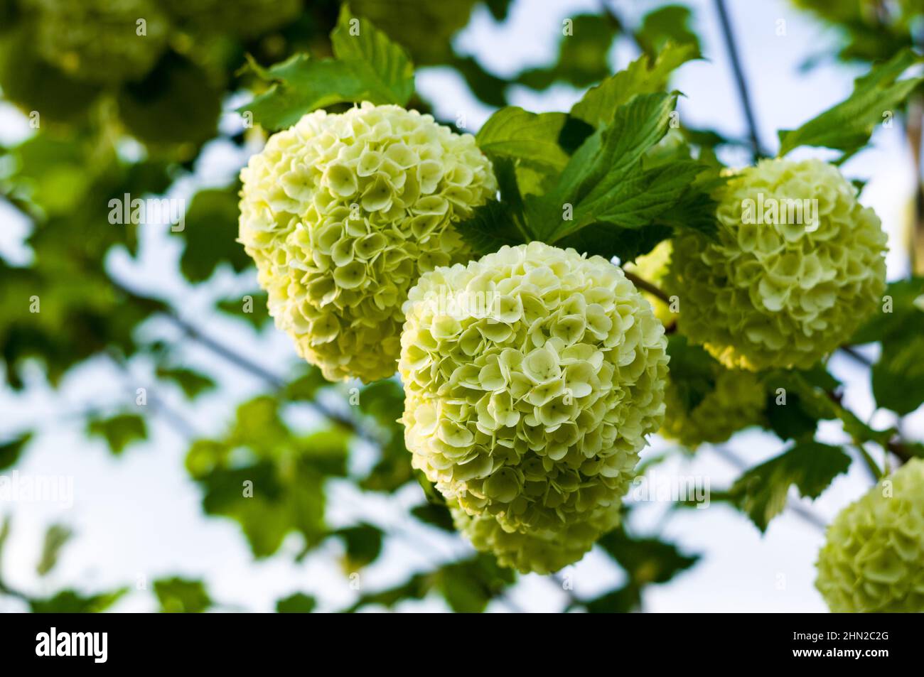 Blooming spring flowers Boule de Neige - Large beautiful white balls of blooming Viburnum opulus Roseum. White Guelder Rose or Viburnum opulus Sterile Stock Photo