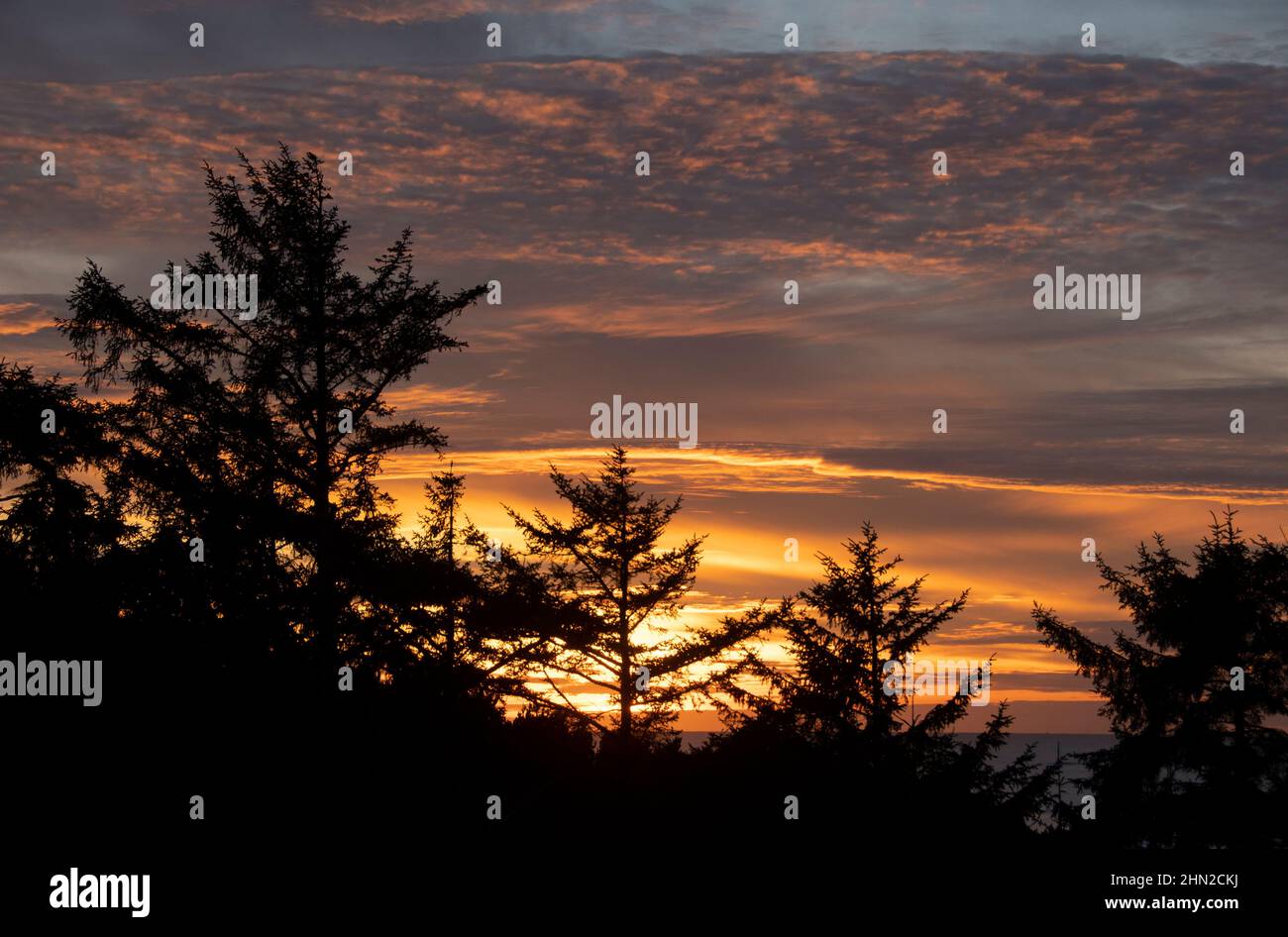 Sunset and trees, Newport, Oregon Stock Photo