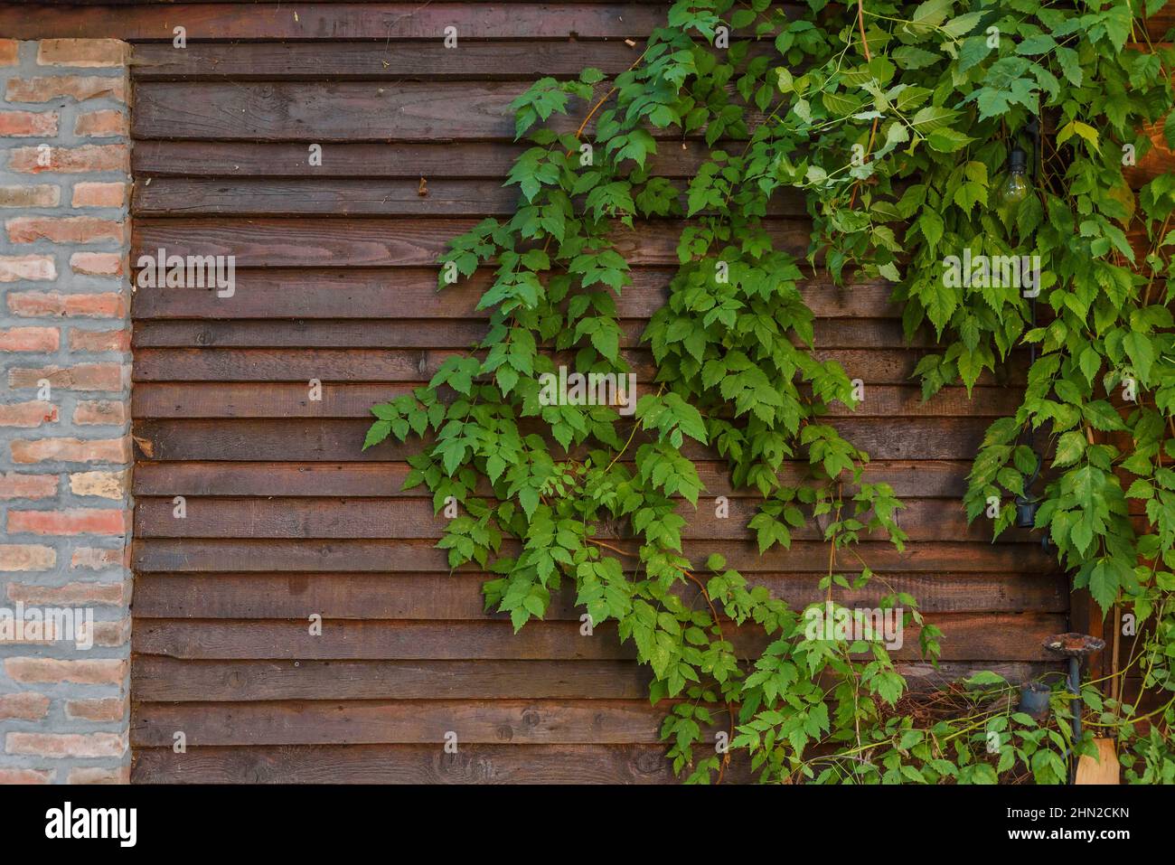 Green leaves ivy wall and brown wooden fence Stock Photo - Alamy
