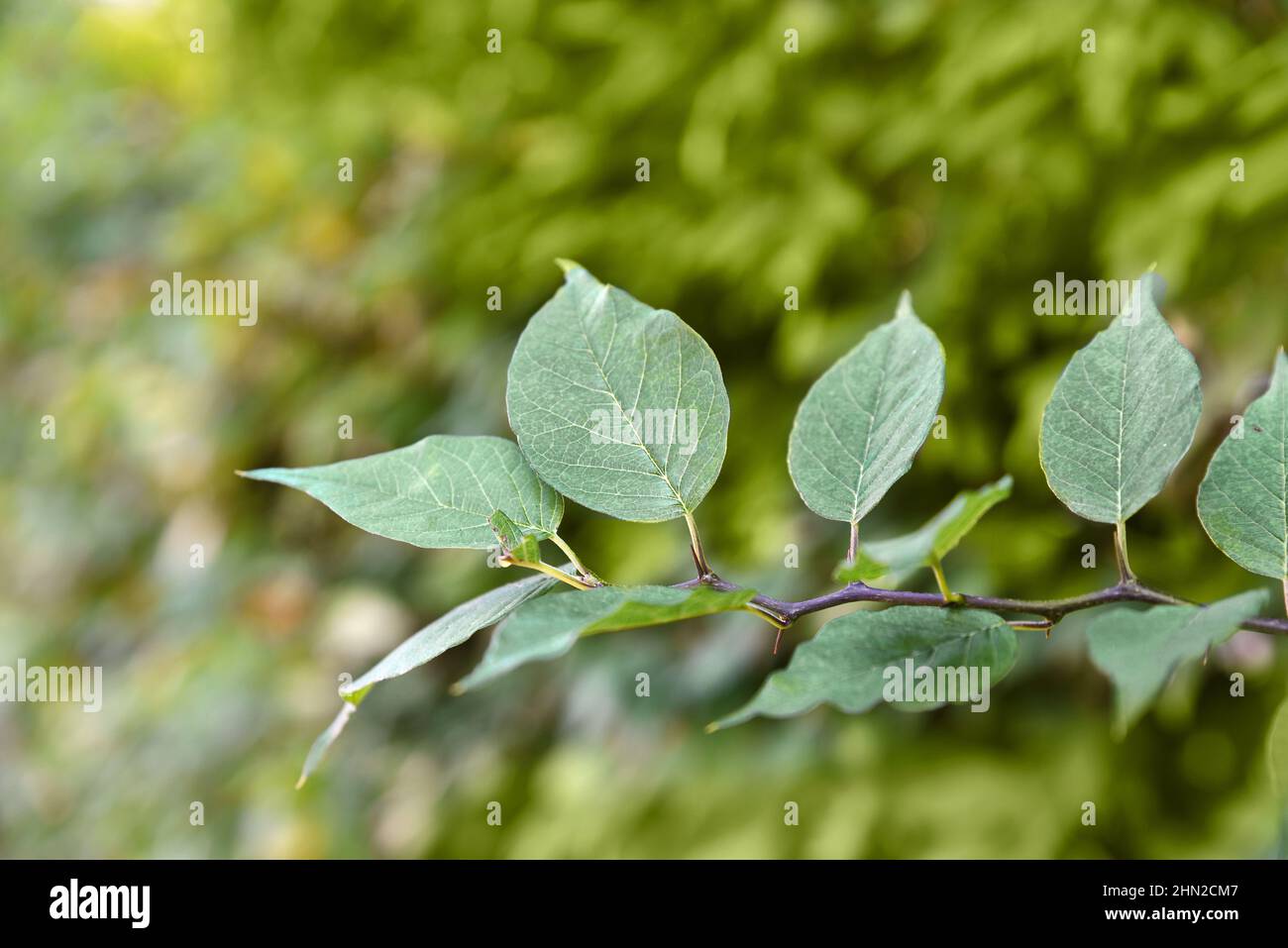 Green leaves with yellow bokeh bg Stock Photo