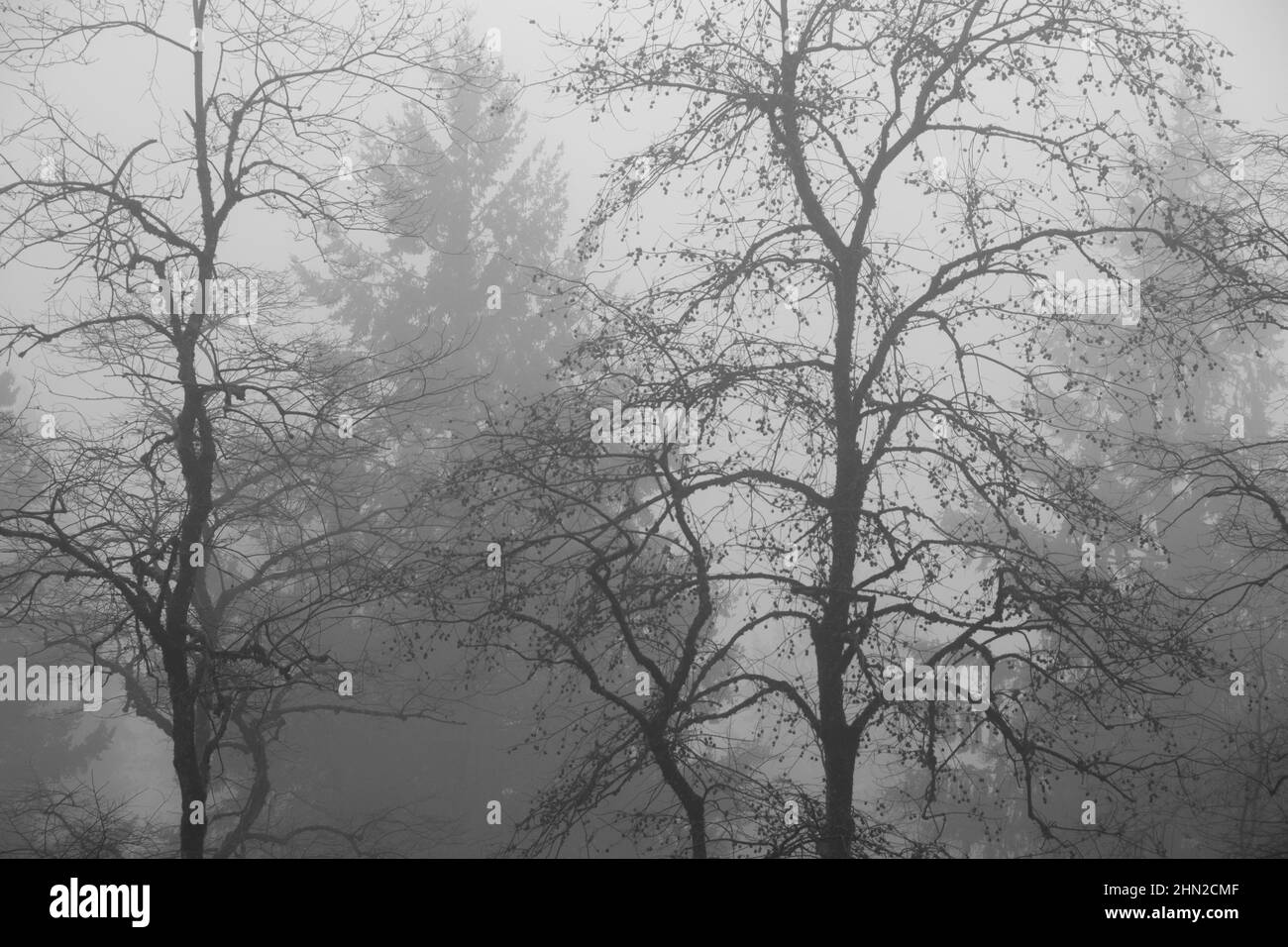 Foggy morning and trees, Portland, Oregon Stock Photo
