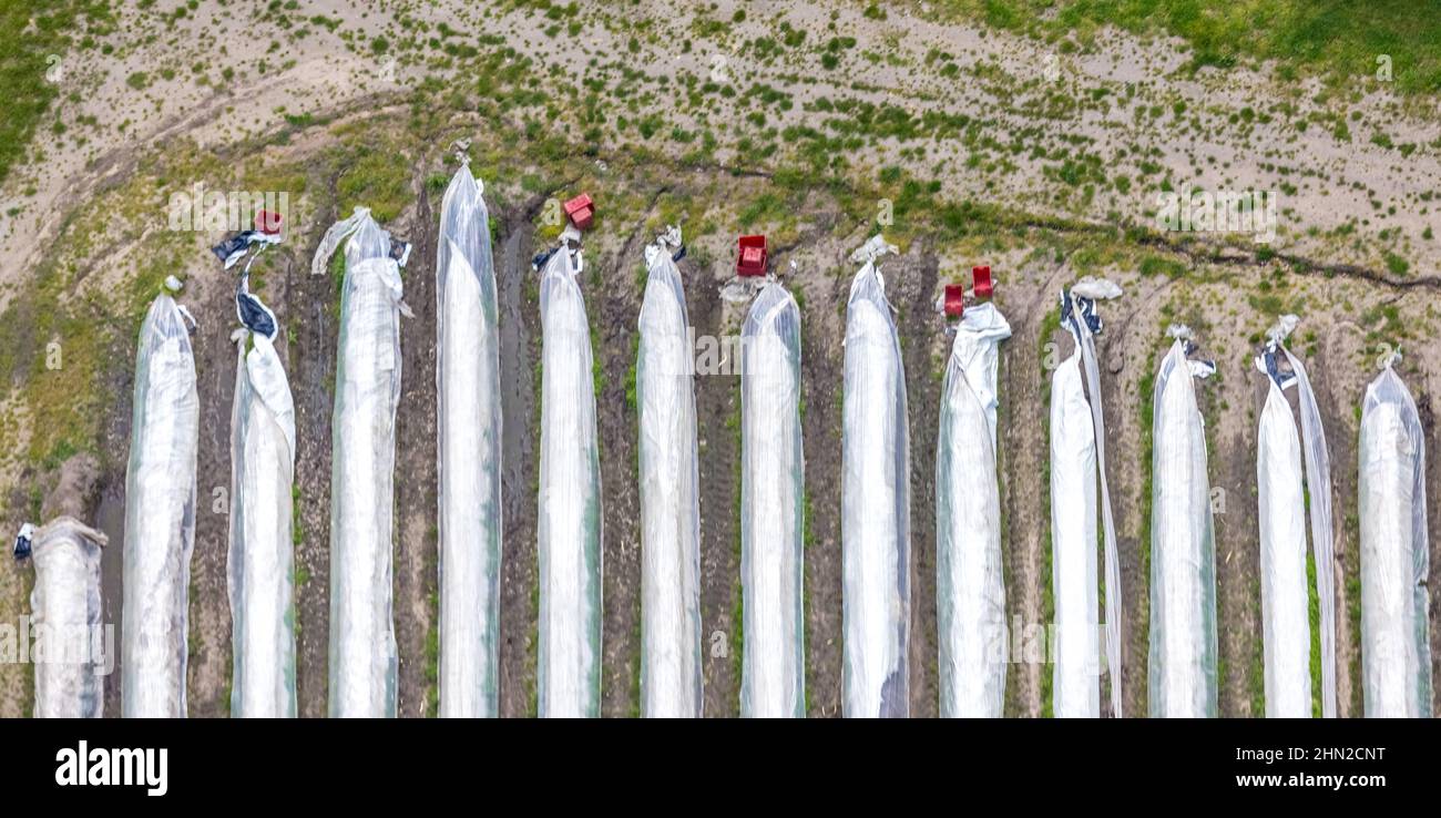 Aerial photo, foil tunnel strawberry cultivation, Schmachtendorf, Oberhausen, Ruhr area, North Rhine-Westphalia, Germany, cultivation area, DE, strawb Stock Photo