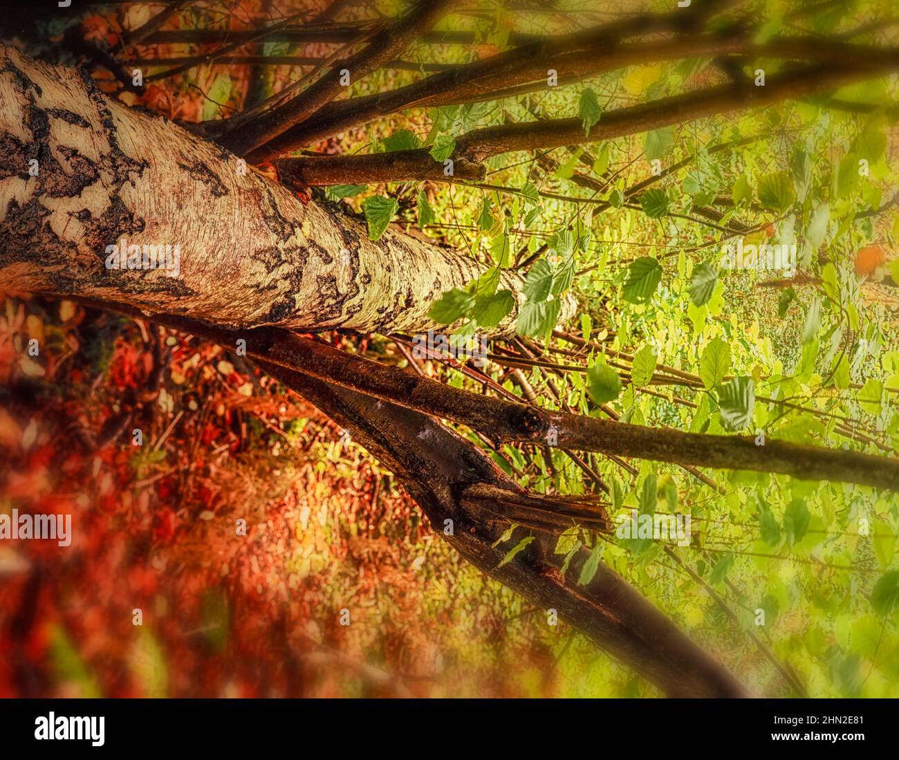 Beautiful natural environment  of fallen tree amongst spring foliage in good light, Stock Photo