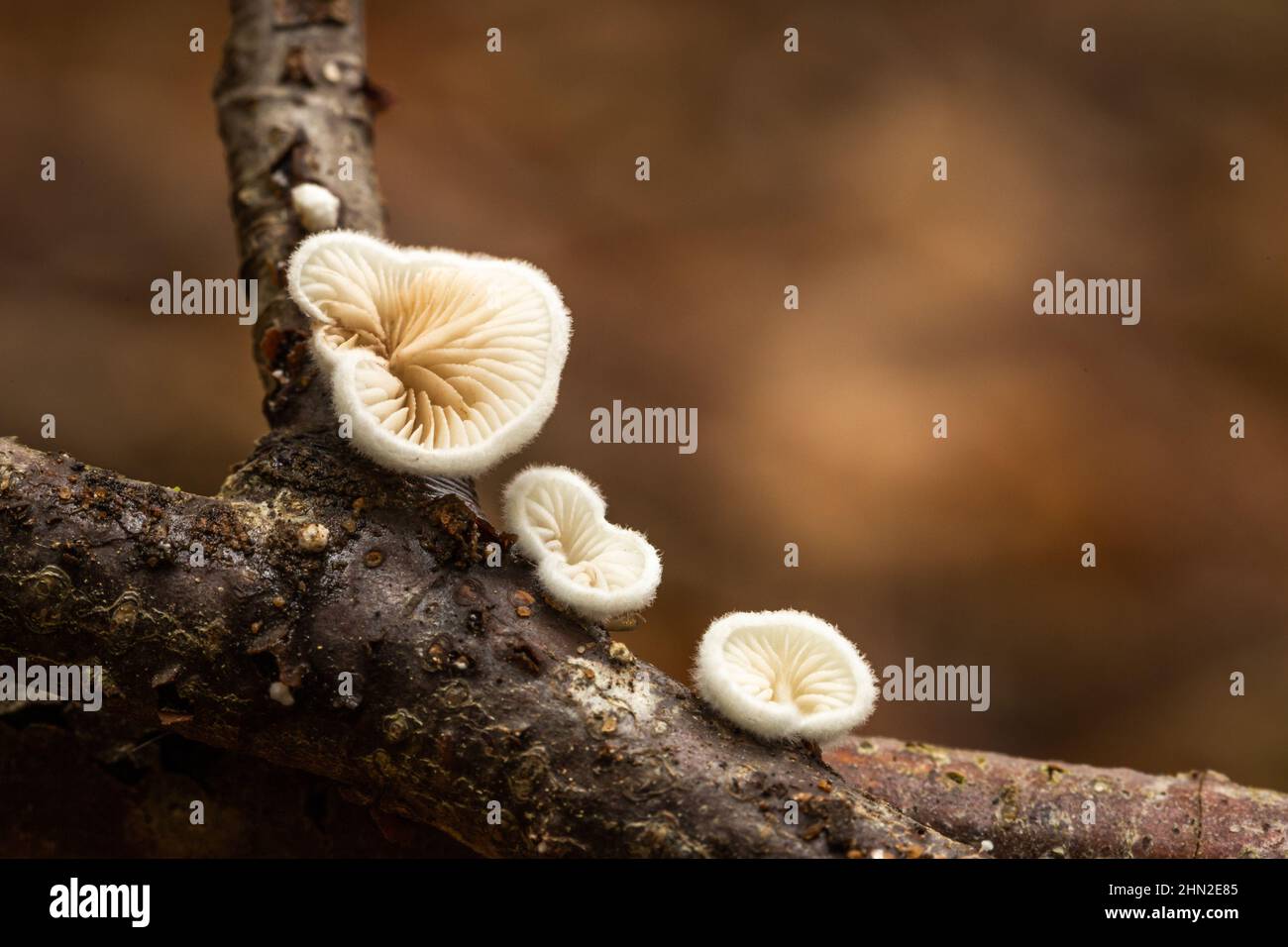 White fungi on tree branch in a woodland area Stock Photo