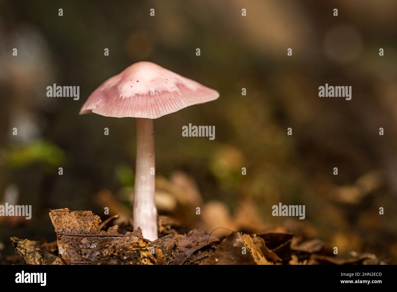 Fungus in a woodland area Stock Photo