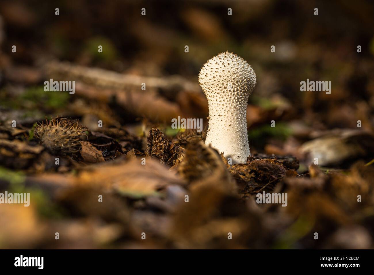 Fungus in a woodland area Stock Photo