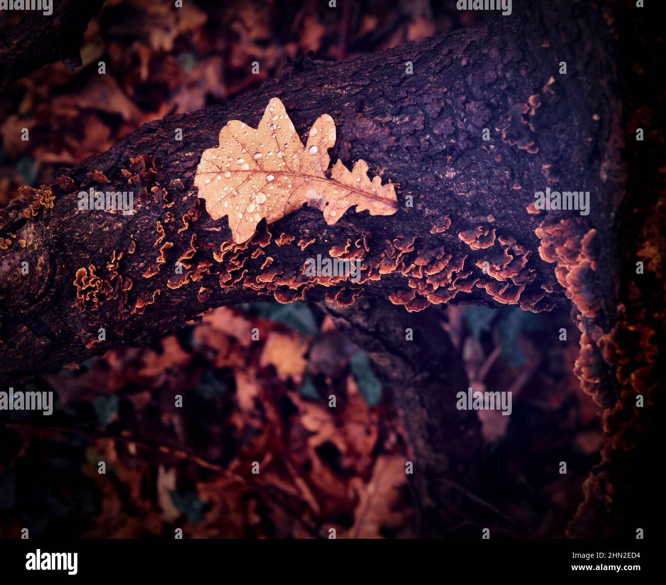 Close-up natural environmental still-life of fallen leaves against a woodland floor background Stock Photo