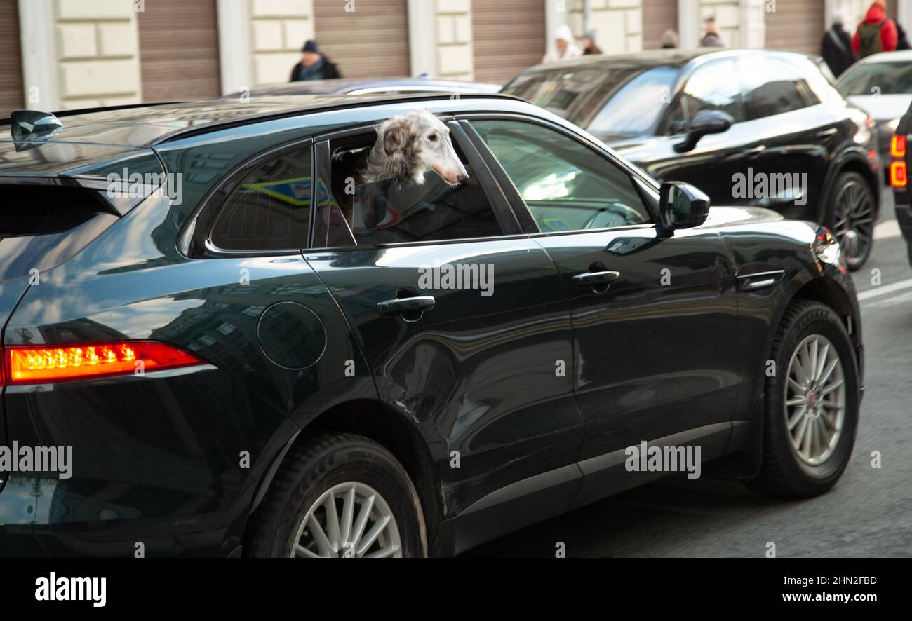 Dog's head in the car 2022 Stock Photo