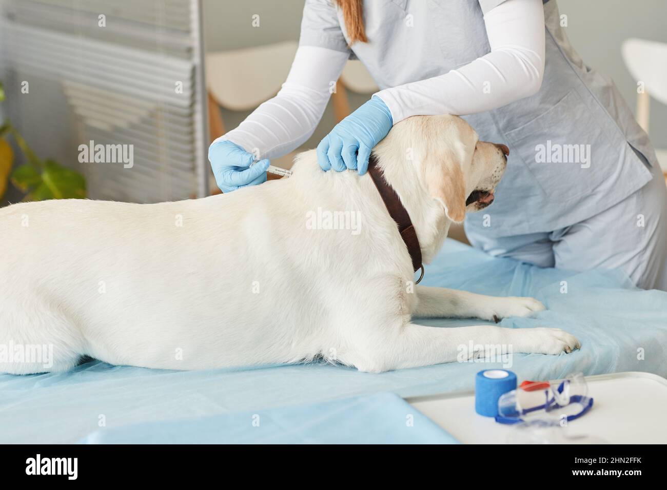 Sick labrador ling on medical table in veterinary clinics while young female clinician in protective gloves and uniform vaccinating him Stock Photo