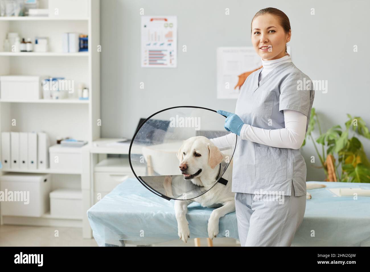 Young successful veterinarian in medical scrubs standing by table with sick labrador in collar funnel in modern veterinary clinics Stock Photo
