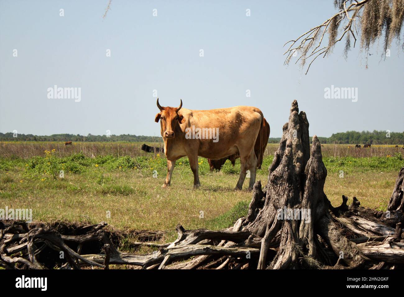 Steer waiting by Cypress trees near a Florida river Stock Photo