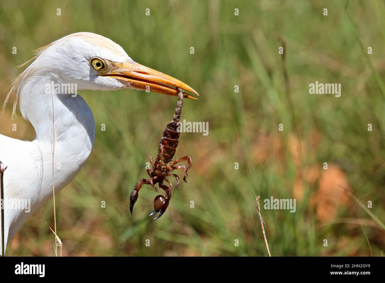 Western Cattle Egret and Pugnacious Burrowing Scorpion, South Africa Stock Photo