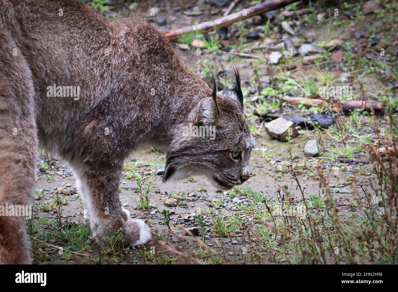 Side view of a lynx body and head Stock Photo