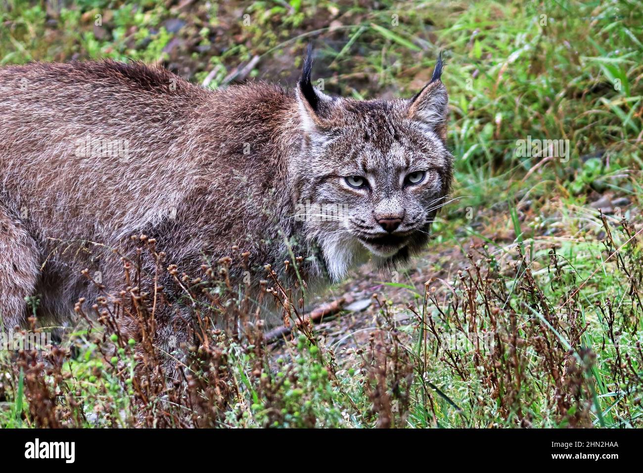 A lynx looks at the camera during summer Stock Photo