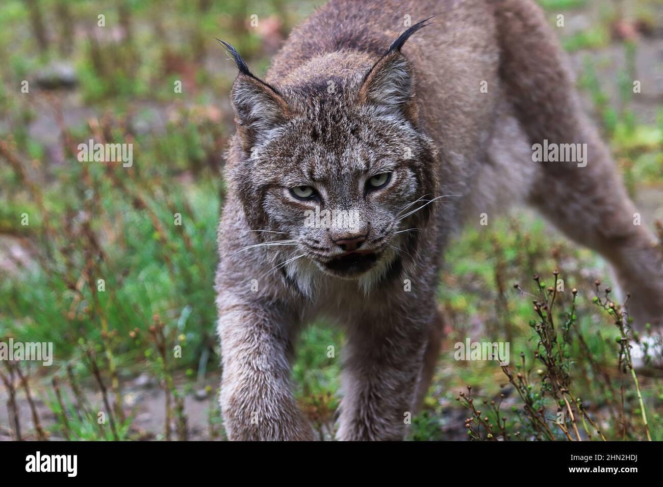 A lynx stauks in the summer grass Stock Photo