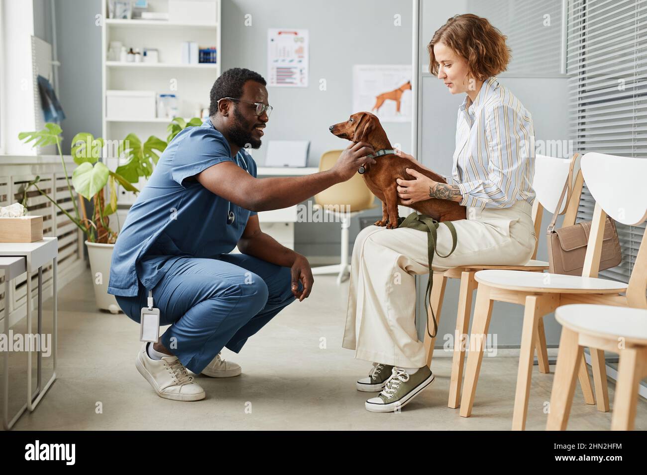 Happy young veterinarian cuddling cute brown dachshund patient sitting on knees of its owner before veterinary check-up Stock Photo