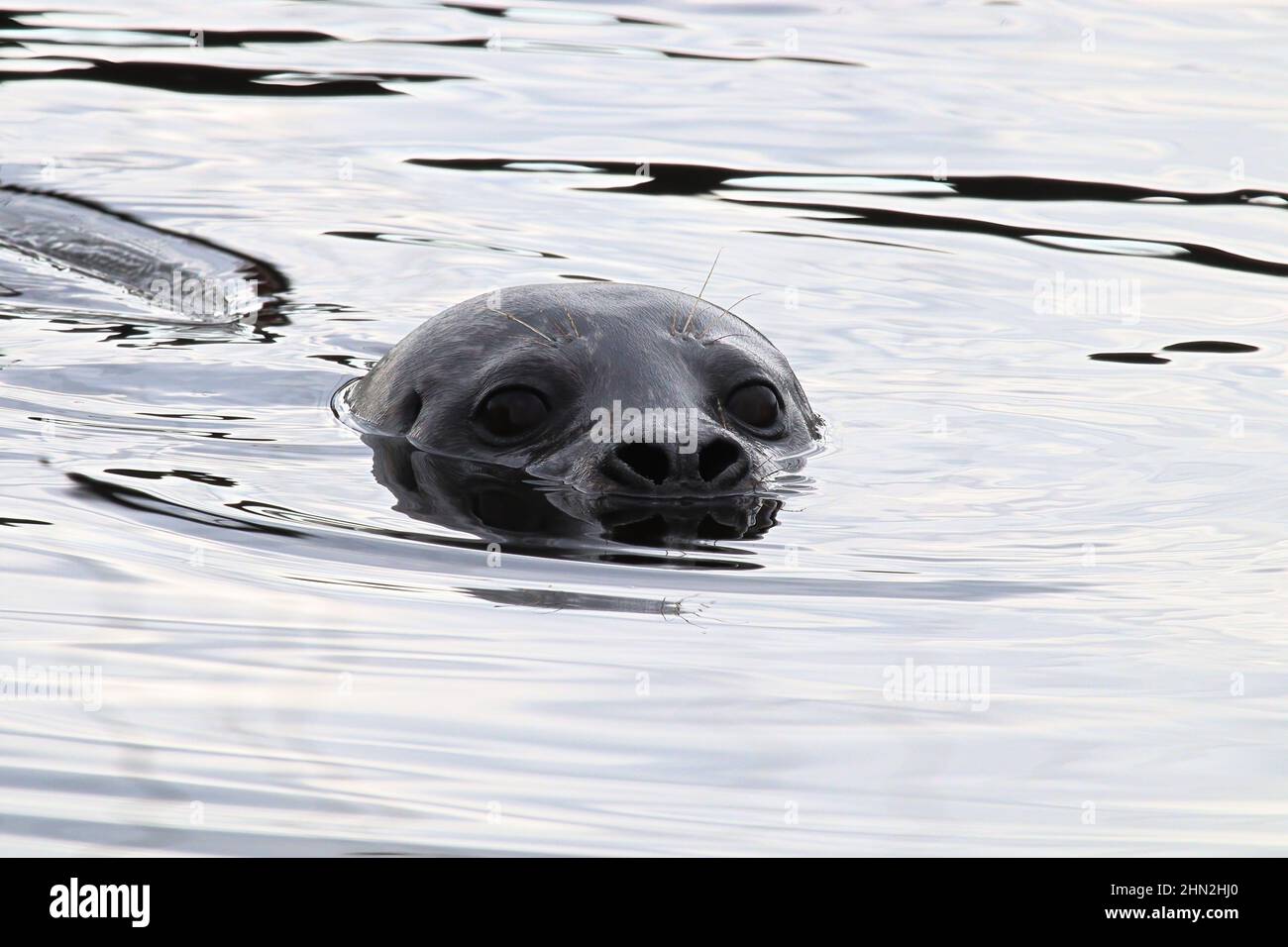 Closeup portrait of a seal head swimming in water Stock Photo
