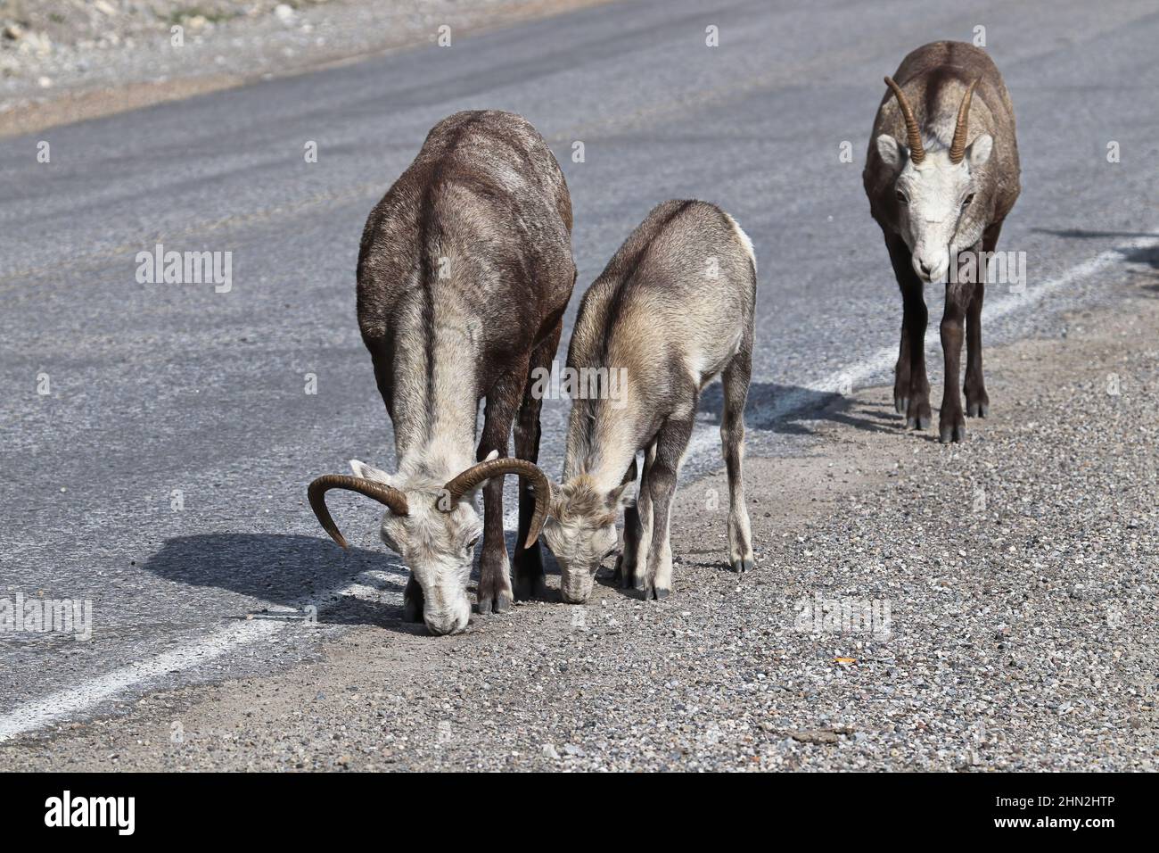 Closeup of mountain sheep licking salt on a the highway Stock Photo