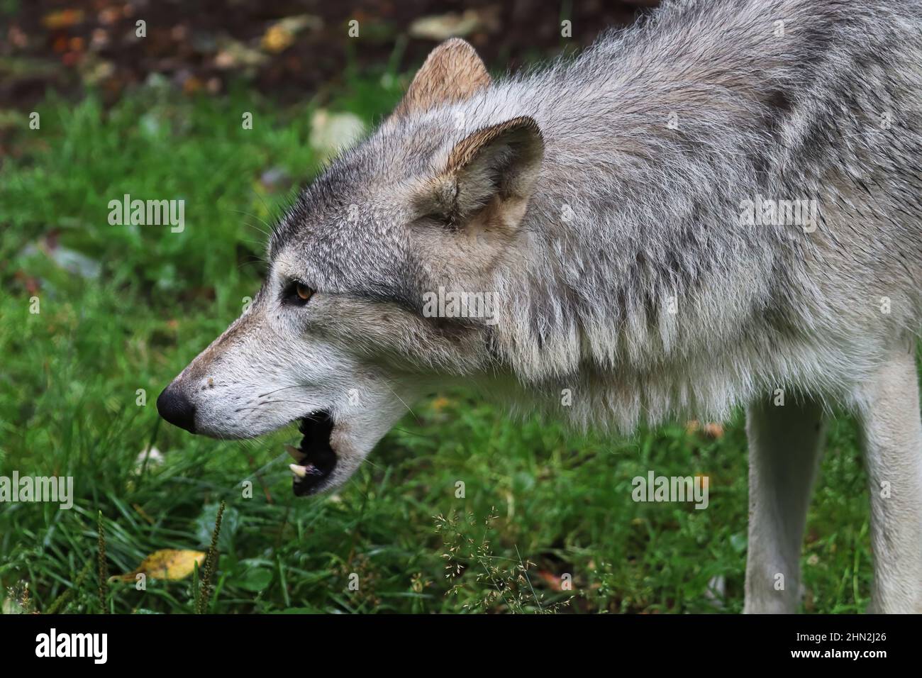 Side view portrait of a wolf's head Stock Photo Alamy