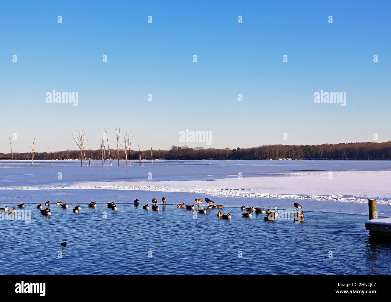 Group of Canada Geese swimming and walking in the frozen waters of the