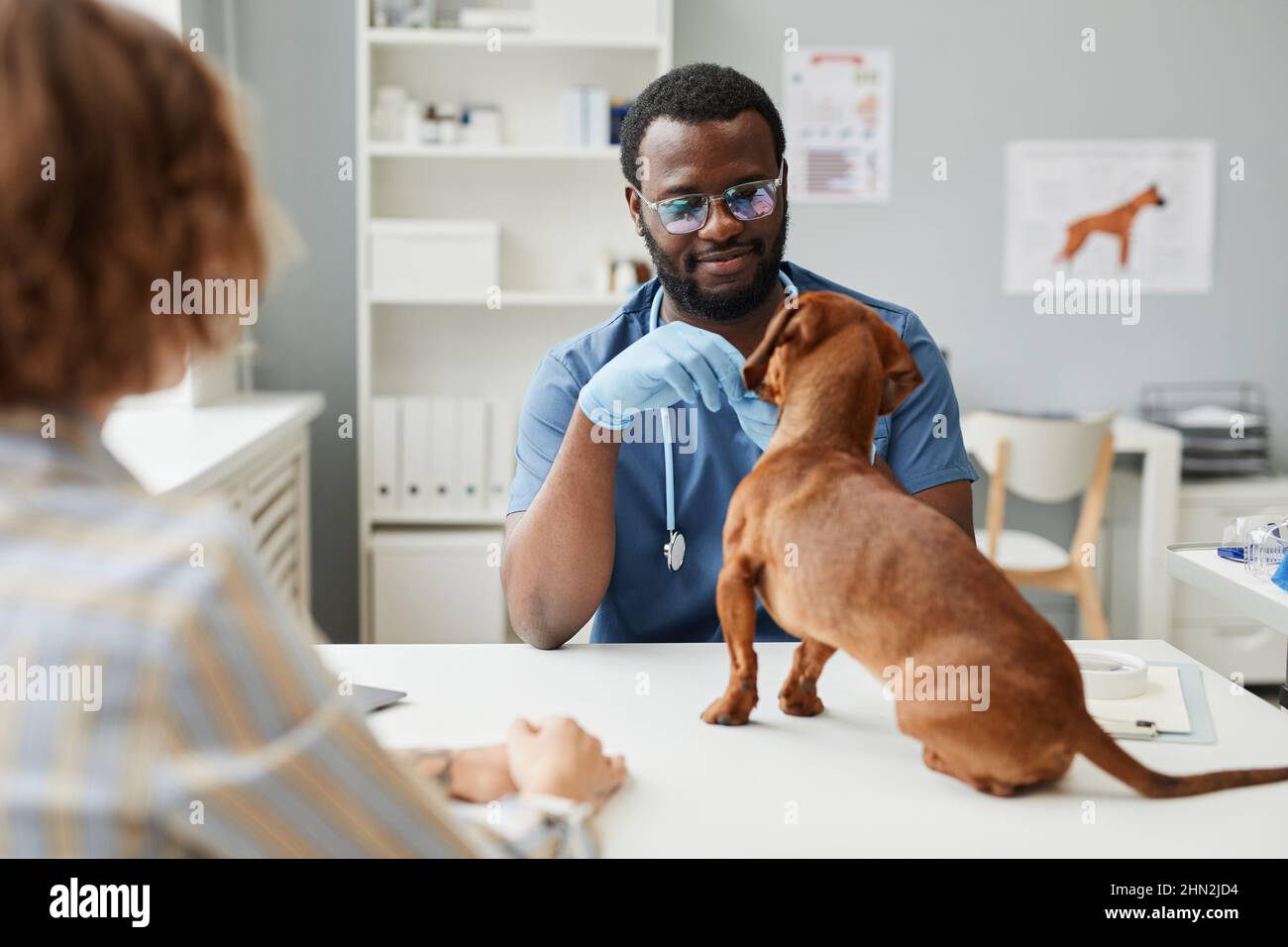 Young doctor of contemporary veterinary clinics examining sick dachshund sitting on table in front of him with pet owner behind Stock Photo